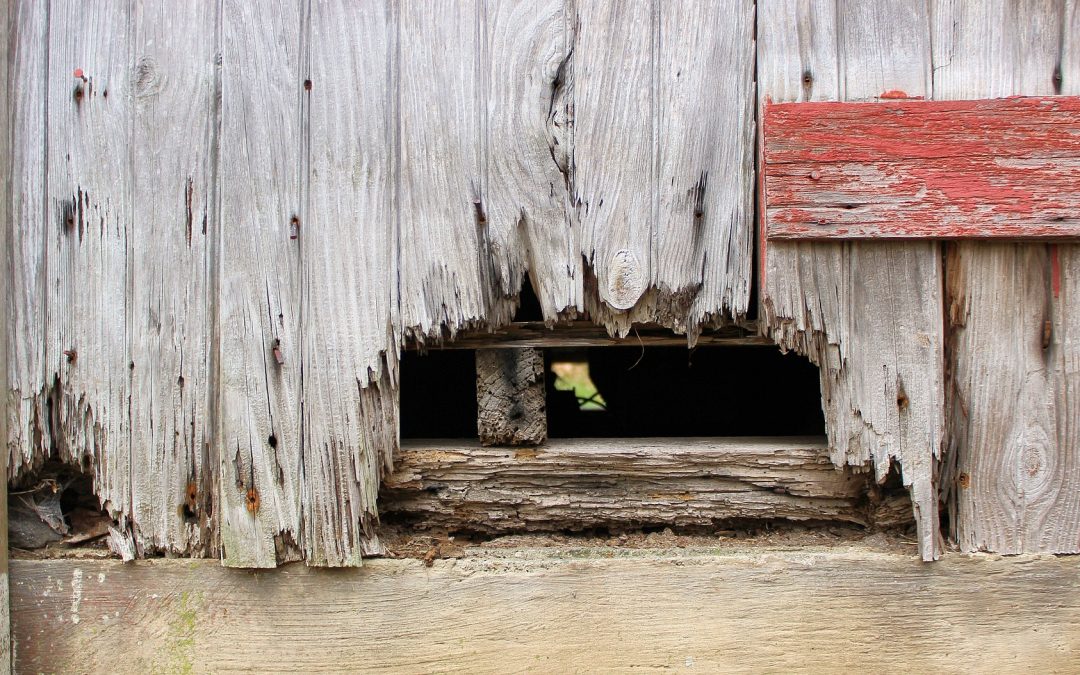 Timber Decay